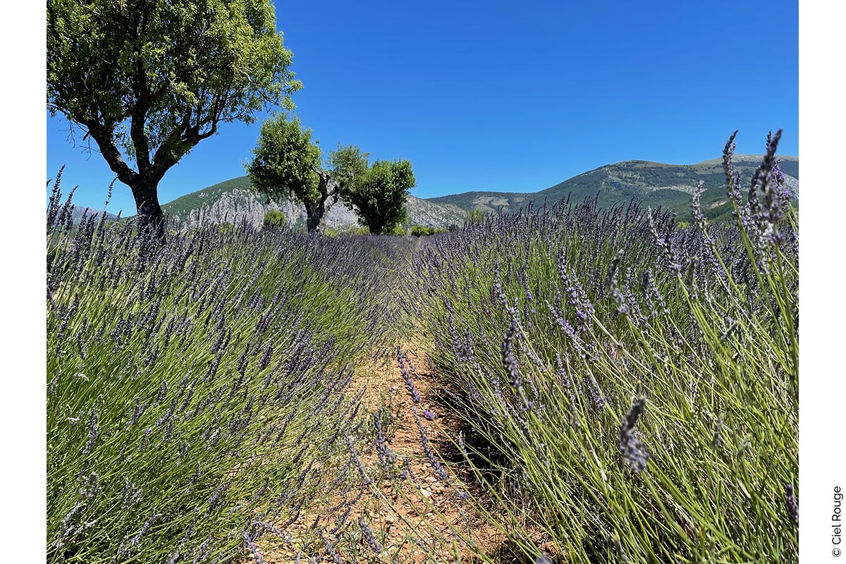 L'Occitane